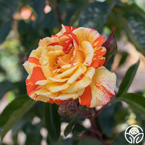 Lemon_Orange__Rose