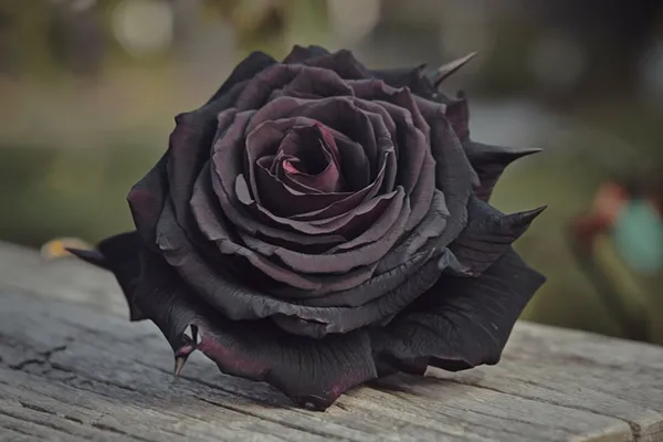 Enchantment__Dark_Black_Rose_For_Home_Garden_Organic_Live_Plant_For_Gardening