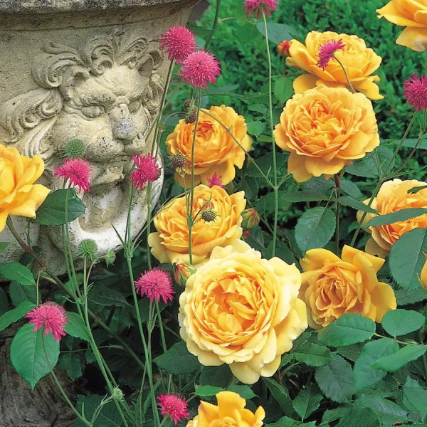 New_English_Shrub_Rose_yellow