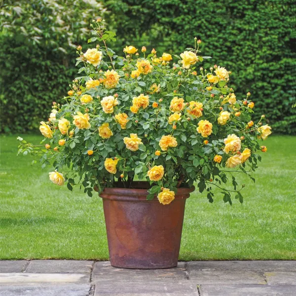 New_English_Shrub_Rose_yellow