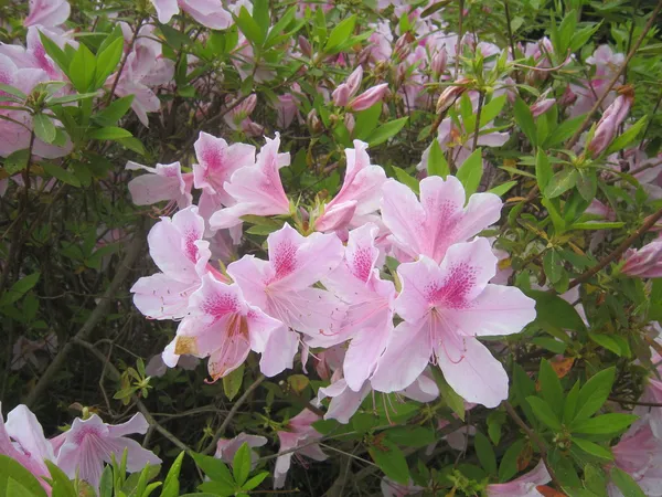 Bicolor_Azalea_Live_Flowering_Plant_&_Tree_For_Shrub/Bush/Home_Garden_(1.5-2.5_Ft_Hight)_Azalea__Grafted_Flower_Plant_(Hybrid,_Pack_Of_1)