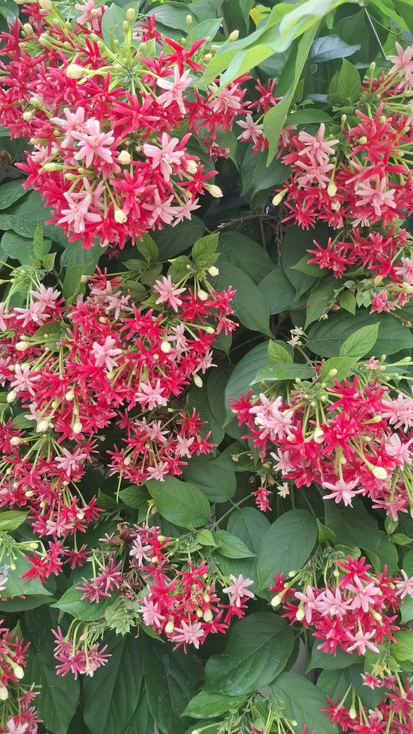 Madhumalati_Flowering_Live_Plant_For_Shrub/Bush/Home_Decoration_&_Gardening_(Hybrid,_Pack_Of_1)