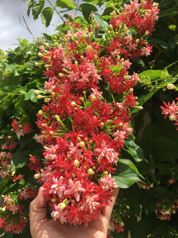 Madhumalati_Flowering_Live_Plant_For_Shrub/Bush/Home_Decoration_&_Gardening_(Hybrid,_Pack_Of_1)