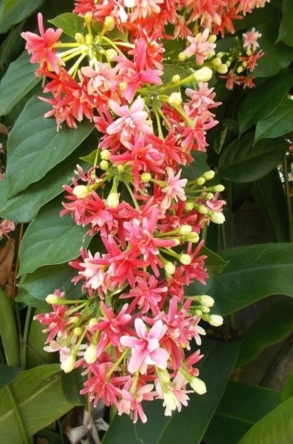 Madhumalati_Flowering_Live_Plant_For_Shrub/Bush/Home_Decoration_&_Gardening_(Hybrid,_Pack_Of_1)