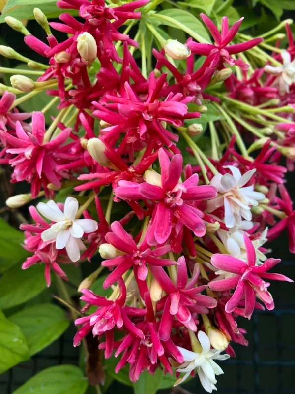 Madhumalati_Flowering_Live_Plant_For_Shrub/Bush/Home_Decoration_&_Gardening_(Hybrid,_Pack_Of_1)