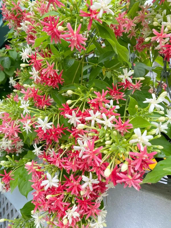 Madhumalati_Flowering_Live_Plant_For_Shrub/Bush/Home_Decoration_&_Gardening_(Hybrid,_Pack_Of_1)