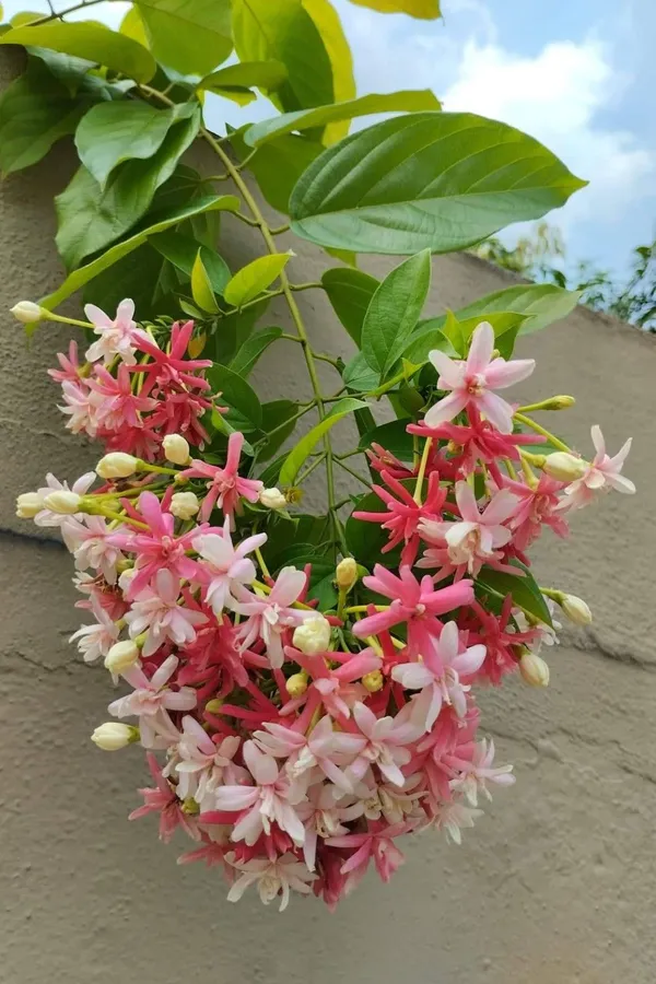 Madhumalati_Flowering_Live_Plant_For_Shrub/Bush/Home_Decoration_&_Gardening_(Hybrid,_Pack_Of_1)