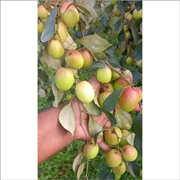 Miss_India_Apple_Ber_Plant__Kashmiri_Ber_Apple_Live_Fruit_(Grafted)_Plant_For_Your_Home_Garden_(1.5-3.5_Ft_Plant_Hight)_Kashmiri_Ber_Apple_Healthy_Fruit_Plant_&_Tree_(Hybrid,_Pack_Of_1)
