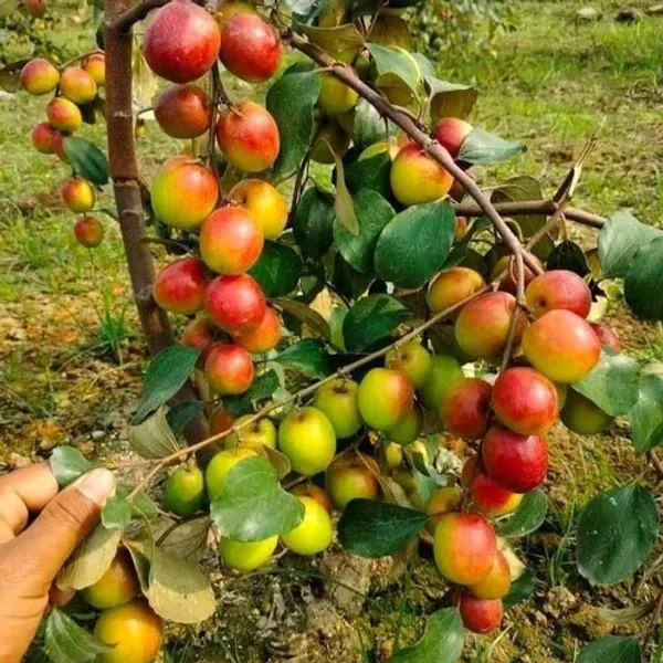 Miss_India_Apple_Ber_Plant__Kashmiri_Ber_Apple_Live_Fruit_(Grafted)_Plant_For_Your_Home_Garden_(1.5-3.5_Ft_Plant_Hight)_Kashmiri_Ber_Apple_Healthy_Fruit_Plant_&_Tree_(Hybrid,_Pack_Of_1)