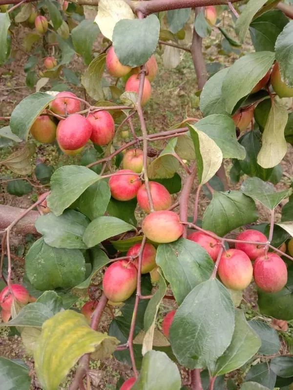 Miss_India_Apple_Ber_Plant__Kashmiri_Ber_Apple_Live_Fruit_(Grafted)_Plant_For_Your_Home_Garden_(1.5-3.5_Ft_Plant_Hight)_Kashmiri_Ber_Apple_Healthy_Fruit_Plant_&_Tree_(Hybrid,_Pack_Of_1)