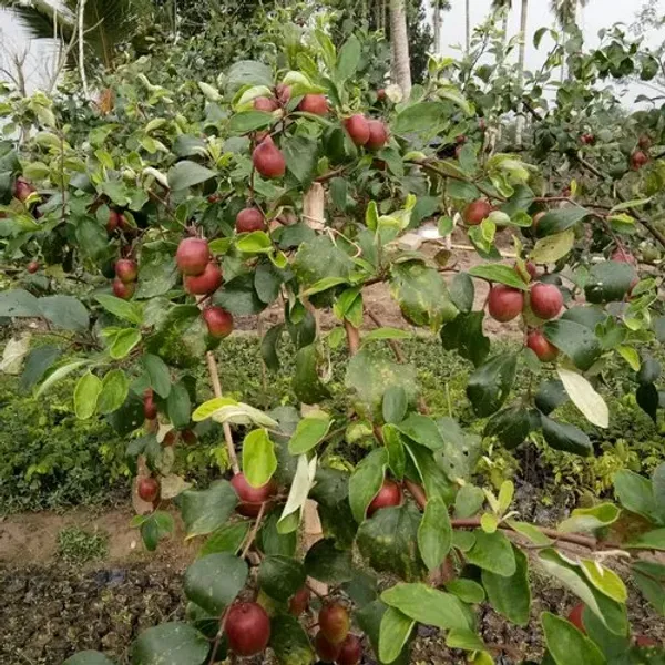 Miss_India_Apple_Ber_Plant__Kashmiri_Ber_Apple_Live_Fruit_(Grafted)_Plant_For_Your_Home_Garden_(1.5-3.5_Ft_Plant_Hight)_Kashmiri_Ber_Apple_Healthy_Fruit_Plant_&_Tree_(Hybrid,_Pack_Of_1)