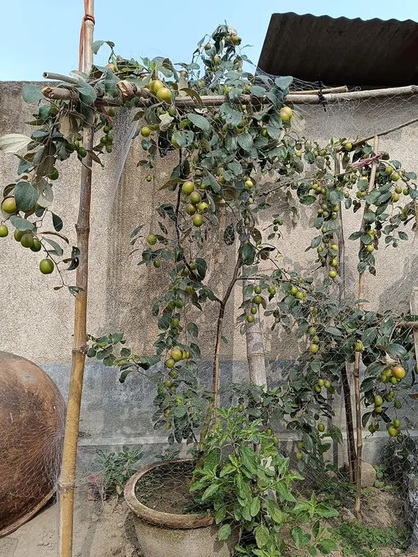 Miss_India_Apple_Ber_Plant__Kashmiri_Ber_Apple_Live_Fruit_(Grafted)_Plant_For_Your_Home_Garden_(1.5-3.5_Ft_Plant_Hight)_Kashmiri_Ber_Apple_Healthy_Fruit_Plant_&_Tree_(Hybrid,_Pack_Of_1)