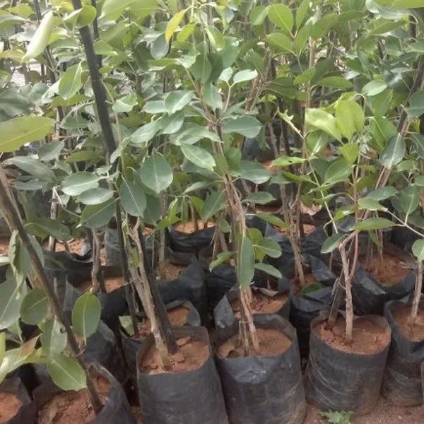 Thai_Kg_10_(Grafted)_Jamun/Jam_Fruit_Plant_&_Tree_For_Home_Garden_(1.5-3.5_Ft_Height)