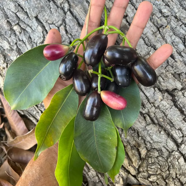 Thai_Kg_10_(Grafted)_Jamun/Jam_Fruit_Plant_&_Tree_For_Home_Garden_(1.5-3.5_Ft_Height)