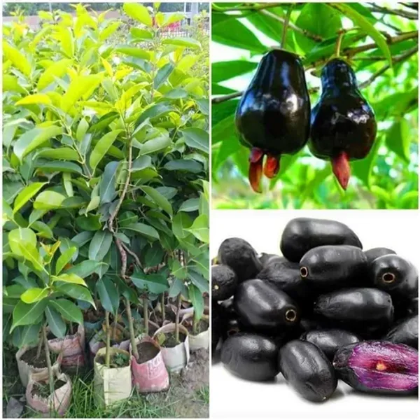 Thai_Kg_10_(Grafted)_Jamun/Jam_Fruit_Plant_&_Tree_For_Home_Garden_(1.5-3.5_Ft_Height)