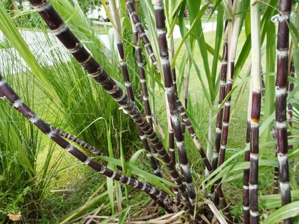 Pilipino_Soft_Black_Sugarcane_Healthy_Fruit_Plant_&_Tree_(1.5-3.5_Ft_Height)_For_Garden,_Ganna_Healthy_Fruit_Plant_(Pack_Of_1)