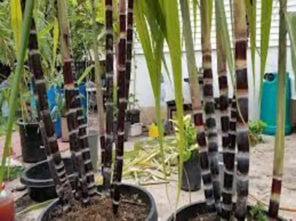 Pilipino_Soft_Black_Sugarcane_Healthy_Fruit_Plant_&_Tree_(1.5-3.5_Ft_Height)_For_Garden,_Ganna_Healthy_Fruit_Plant_(Pack_Of_1)