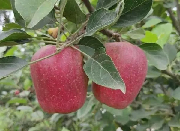 Hot_Climate_Apple_Plant_HRMN-99_(Apple_Seedling)