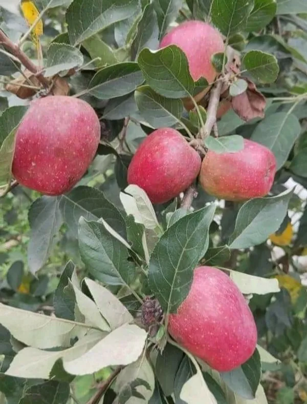 Hot_Climate_Apple_Plant_HRMN-99_(Apple_Seedling)