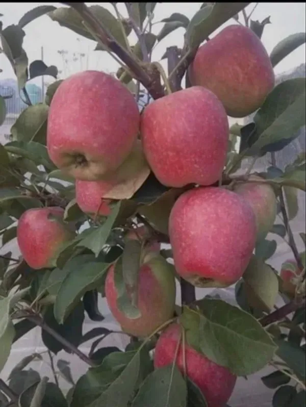 Hot_Climate_Apple_Plant_HRMN-99_(Apple_Seedling)