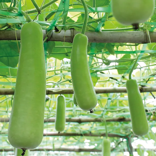Long_Bottle_Gourd/Lauki_Fast-Growing_Seeds_-_200_gms_For_Home_Garden_(Pack_Of_1)