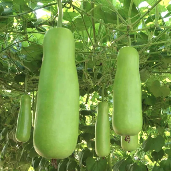 Long_Bottle_Gourd/Lauki_Fast-Growing_Seeds_-_200_gms_For_Home_Garden_(Pack_Of_1)