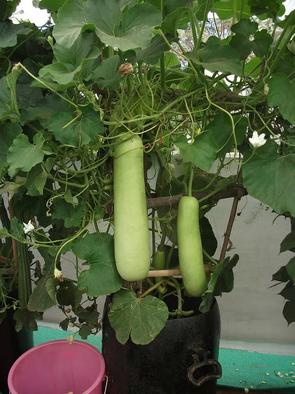 Long_Bottle_Gourd/Lauki_Fast-Growing_Seeds_-_200_gms_For_Home_Garden_(Pack_Of_1)