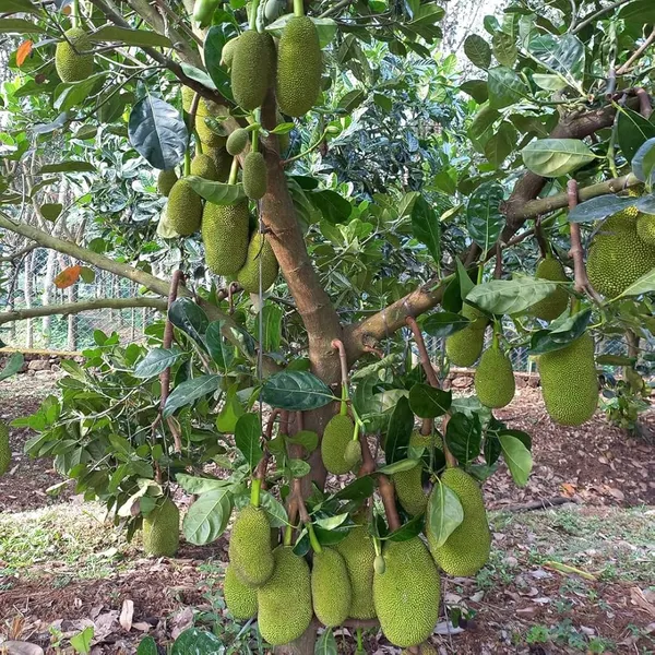 Seedless_Jackfruit_Live_Fruit_Plant_&_Tree_(1.5-3.5_Ft_Hight)_For_Gardening_Well_Watered_Jackfruit_Hybrid_Fruit_Plant_(Pack_Of_1)