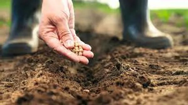 Brinjal_Vegetable_Seeds_-_200_gms_(Pack_of_30)_all_seasons_in_Your_Home_&_kitchen_garden