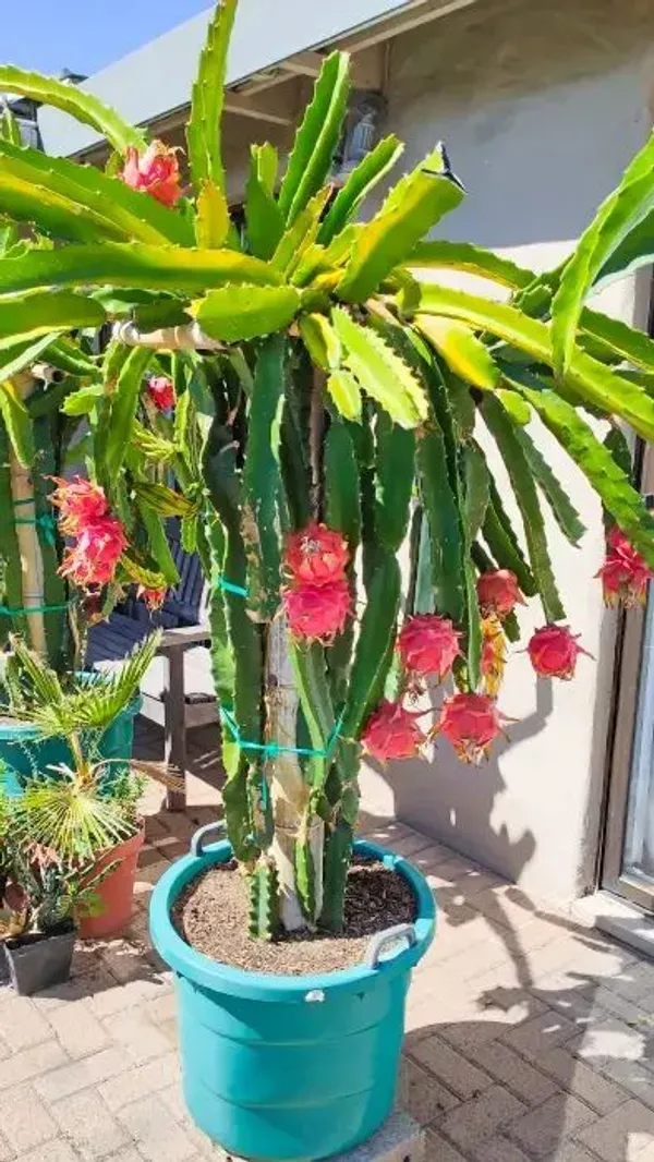 Exotic_Dragon_Fruit_Plant_–_Fast_Growing_&_Fruit_Bearing_Dark_Red_Dragon_Fruit_Plant_For_Home_Garden,_Pack_Of_1