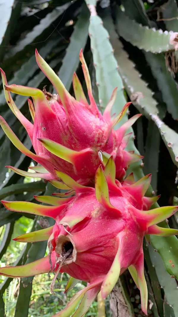Exotic_Dragon_Fruit_Plant_–_Fast_Growing_&_Fruit_Bearing_Dark_Red_Dragon_Fruit_Plant_For_Home_Garden,_Pack_Of_1