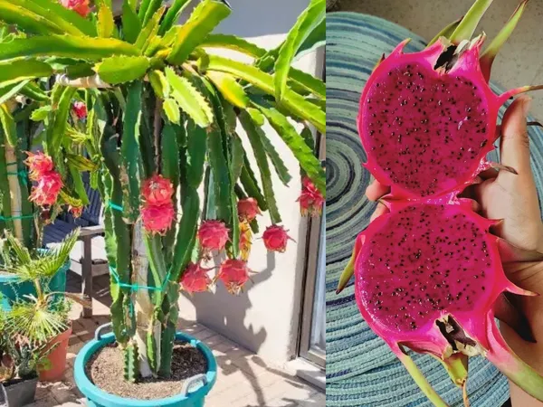 Exotic_Dragon_Fruit_Plant_–_Fast_Growing_&_Fruit_Bearing_Dark_Red_Dragon_Fruit_Plant_For_Home_Garden,_Pack_Of_1