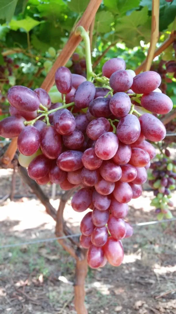 Thai_Variety_Hybrid_Grapes_Live_Fruit_Plant_For_Garden_(1.5-3.5_Ft_Height)_Pack_Of_1