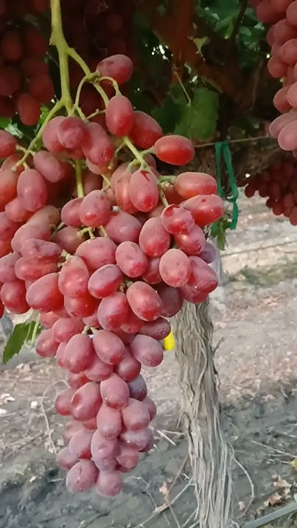Thai_Variety_Hybrid_Grapes_Live_Fruit_Plant_For_Garden_(1.5-3.5_Ft_Height)_Pack_Of_1