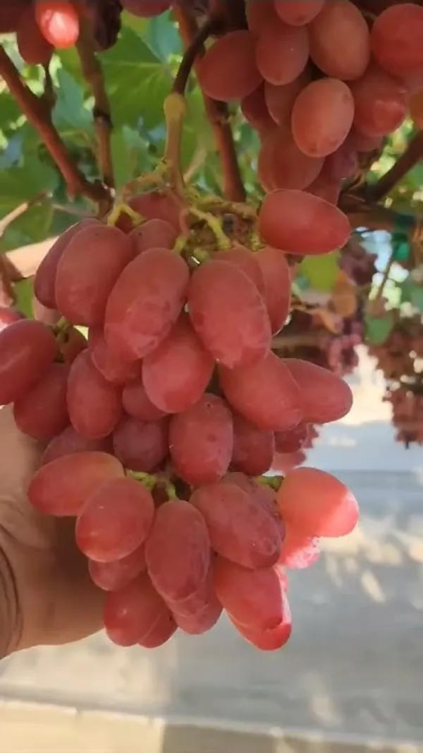Thai_Variety_Hybrid_Grapes_Live_Fruit_Plant_For_Garden_(1.5-3.5_Ft_Height)_Pack_Of_1