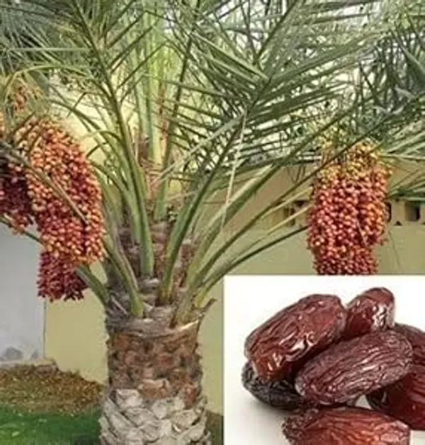 ARABIAN_KHAJUR/DATE_PALM_TISSUE