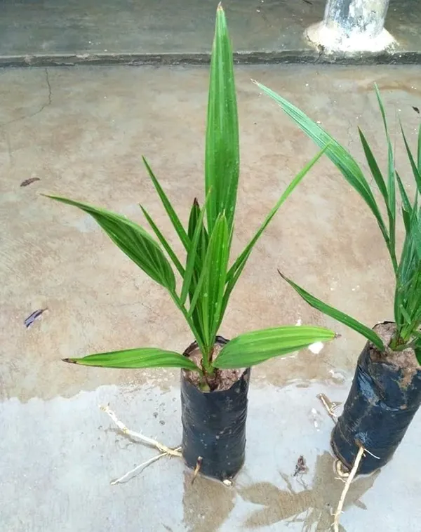 ARABIAN_KHAJUR/DATE_PALM_TISSUE
