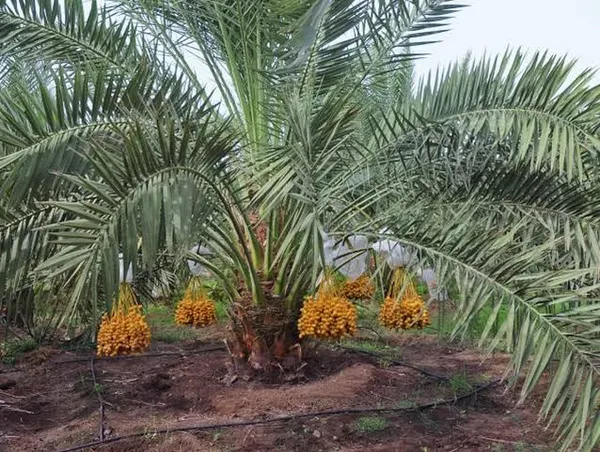 ARABIAN_KHAJUR/DATE_PALM_TISSUE