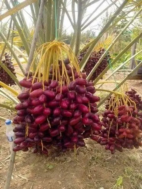 ARABIAN_KHAJUR/DATE_PALM_TISSUE