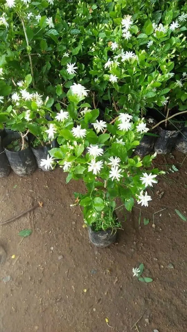 Abrain_Jasmine_Flower_Plant_(_pack_of_1)