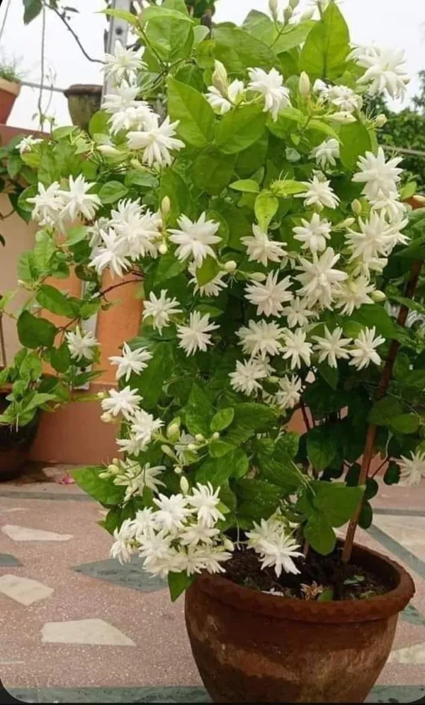 Abrain_Jasmine_Flower_Plant_(_pack_of_1)