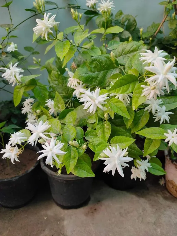 Abrain_Jasmine_Flower_Plant_(_pack_of_1)