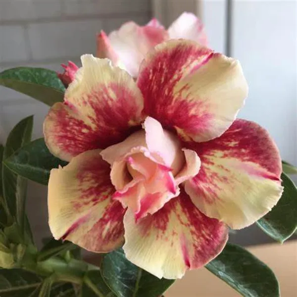 Adenium_Bicolor_Flower_Plant_For_Garden,_Pack_Of_1