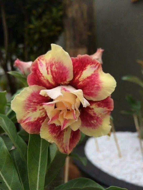 Adenium_Bicolor_Flower_Plant_For_Garden,_Pack_Of_1