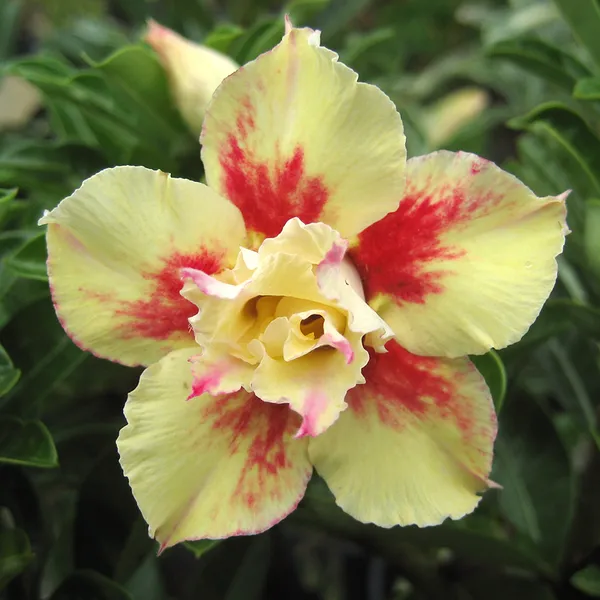 Adenium_Bicolor_Flower_Plant_For_Garden,_Pack_Of_1
