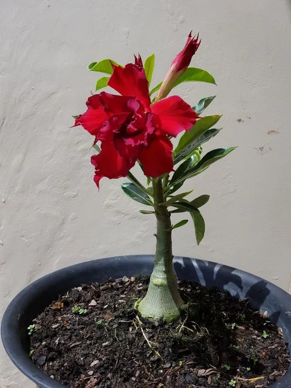 Adenium_Hybrid_Plant_Desert_Rose_Flower_Plant