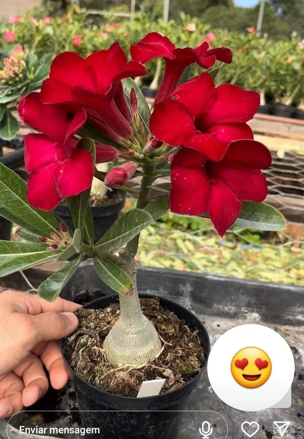 Adenium_Hybrid_Plant_Desert_Rose_Flower_Plant