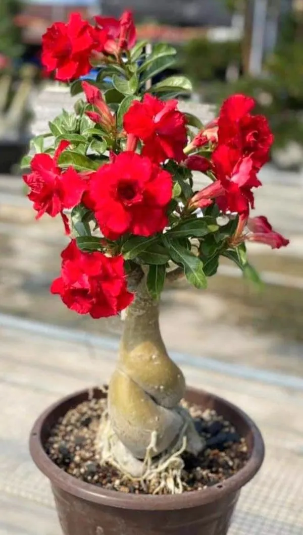 Adenium_Hybrid_Plant_Desert_Rose_Flower_Plant