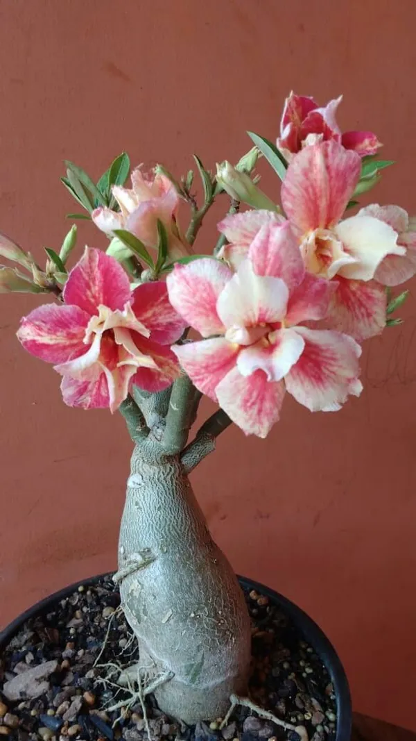 Adenium_Plant_For_Enhance_Your_Garden,_Pack_Of_1