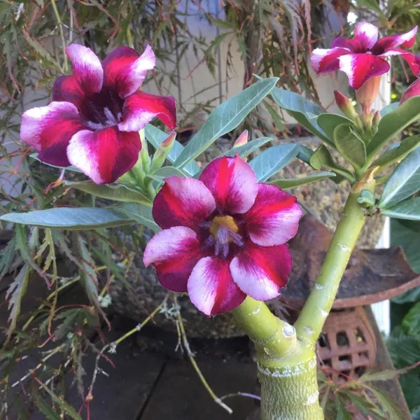 Adenium_Rare_Flowering_Plant